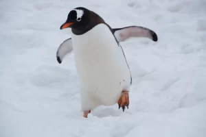 penguin